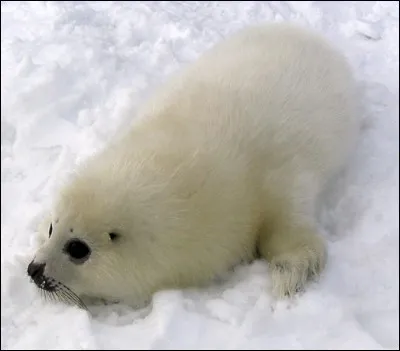 Ce blanchon, seul sur la banquise, est en danger. C'est un bébé mais lequel ?