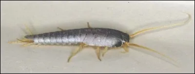 Comment appelle-t-on cet insecte dit nuisible que l'on rencontre quelquefois dans les maisons ?