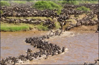 Environ 50 000 gnous meurent durant leur migration annuelle.