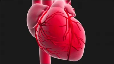 Combien de cavités possède le myocarde ?