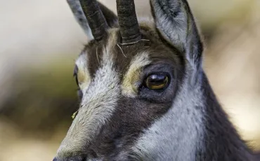 Quiz Animaux