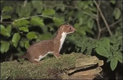 Quelle est la vitesse de la belette ?