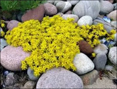 Plante des rocailles et lieux arides, du genre Sedum (âcre, blanc, etc.) :