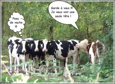 Elle a un air vache.