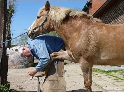 Est-il bon de limer les sabots des chevaux tous les jours ?