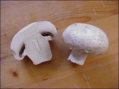 Quel est le nom de ce champignon ?