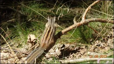 Quel animal voyez-vous sur la photo ?