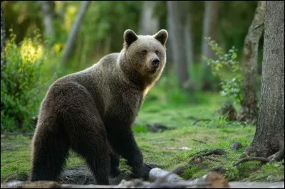 Donnez le nom de l'animal en anglais.