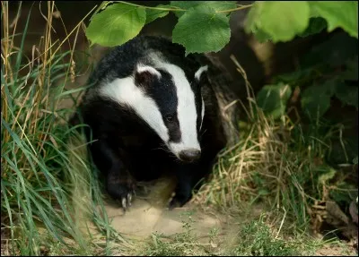 Les animaux.
Comment dit-on "blaireau" ?