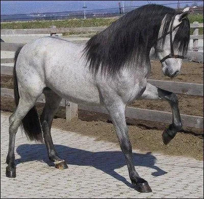 Quelle est la race de ce cheval ?