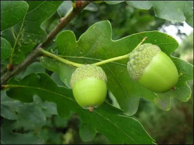 Le feuillage et le fruit de quel arbre sont représentés ici ?