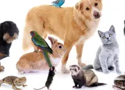 Test Quel est l'animal qui te reprsente le mieux ?