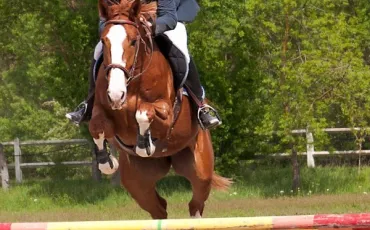 Quiz Equitation