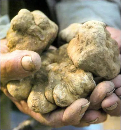 Je vous préviens, si vous ne trouvez pas le pays, vous allez passer pour une truffe !