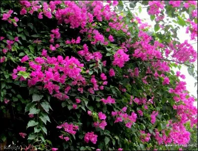 Ce célèbre navigateur, Jean-François de la Pérouse, donna son nom à cet arbuste épineux, aux fleurs magnifiques !