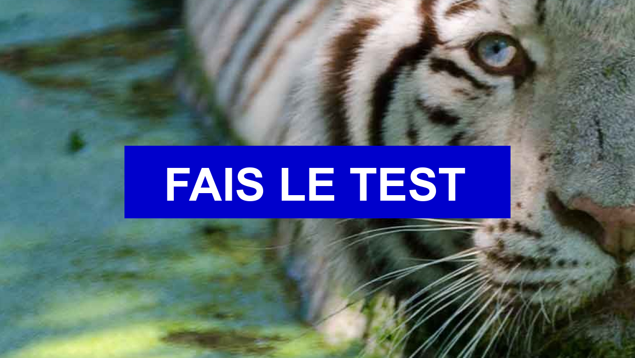 Test de personnalité Quel animal es tu