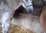 Quiz Les chevaux