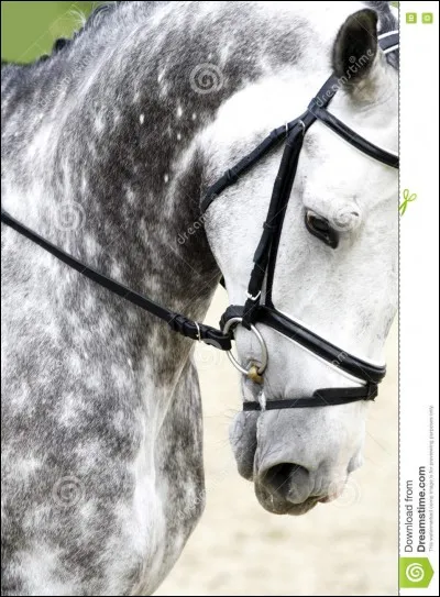 De quoi a-t-on besoin pour monter à cheval ?