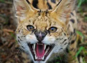 Quiz Le serval