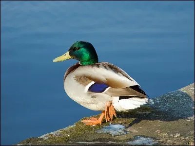 Le canard, l'animal de nos mares et rivières, a une qualité que nombre d'humains pourraient lui envier (autre que le fait de flotter admirablement). Quelle est cette qualité ?