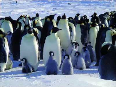 Les manchots vivent en Antarctique.