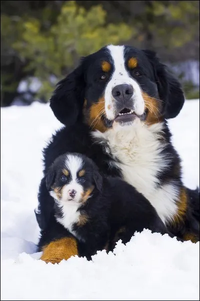 Le chou-chou de la famille, c'est un...