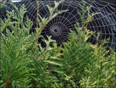 Qui s'est métamorphosé en araignée ?