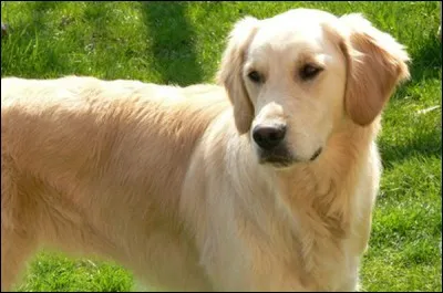 Ils sont adorables. J'en amenais une à mon lieu de travail : parmi la clientèle, elle était toujours douce et joviale. Ce sont des chiens parfaits pour les non-voyants et nos enfants les adorent.