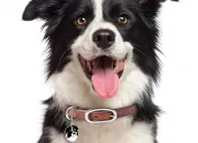 Quiz Le Border Collie (1)