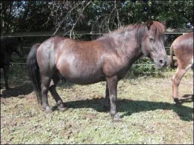 Quelle est la race de ce poney ?