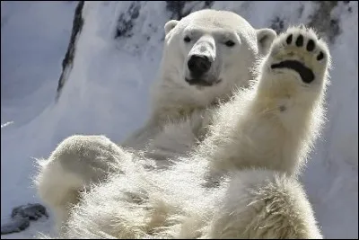 Quelle affirmation sur les poils de l'ours polaire est inexacte ?