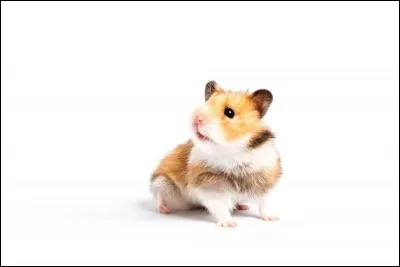 Quel rongeur n'est pas un cousin du hamster ?