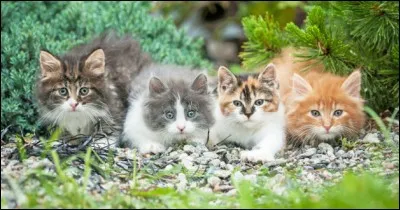 À quelle famille appartient le chat ?