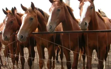 Quiz Chevaux