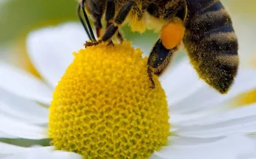 Quiz Animaux