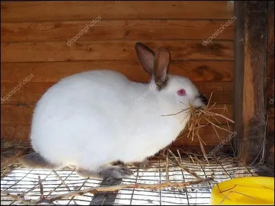 Combien de temps dure la gestation d'une lapine ?