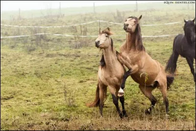 Vous voici dans un pré rempli de chevaux. Alors que vous êtes au milieu du groupe, l'un d'eux décide de mordre et de botter envers un autre juste à côté de vous. Que faites-vous ?