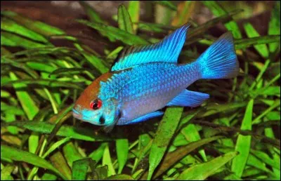 Pour les Ramirezi (Mikrogeophagus ramirezi) le PH conseillé est de ...