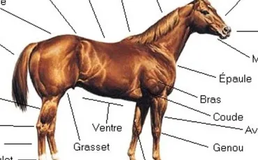 Quiz Chevaux