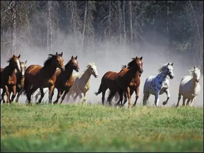 Les chevaux et les poneys ont des...