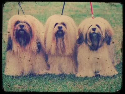 Qui utilisaient les lhassa apso comme gardiens dans les temples ?