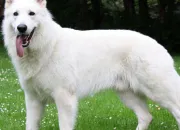 Quiz Berger blanc suisse (3)