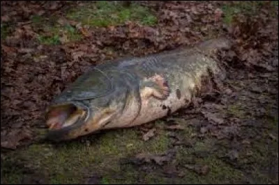 Quel est ce poisson peu apprécié des pêcheurs au flotteur ?