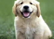 Quiz Connaissez-vous le golden retriever?