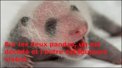 À la naissance, combien un bébé panda pèse-t-il environ ?