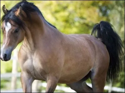 Quelle est la race de ce cheval ?