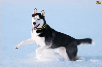 Qui est surnommé la locomotive des neiges ?