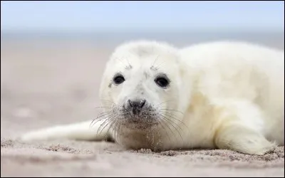 Quel est cet animal ?