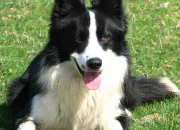 Quiz Animaux ~ Le border collie en culture gnrale