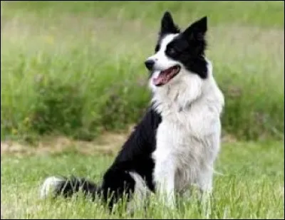 Quel est le pays d'origine du border collie ?